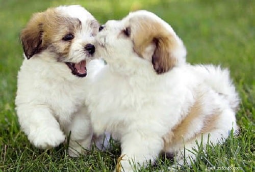 Coton de Tulear Puppies: Traits, Care, and Development