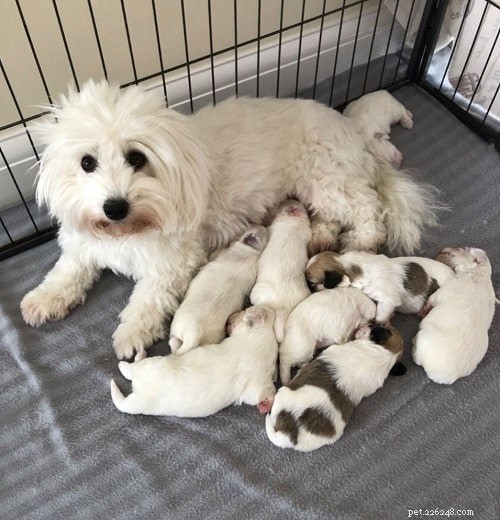 Coton de Tulear Puppies: Traits, Care, and Development