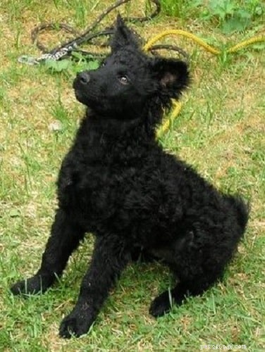 Croatian Sheepdog Puppies: Growth, Care & Family Companion Guide