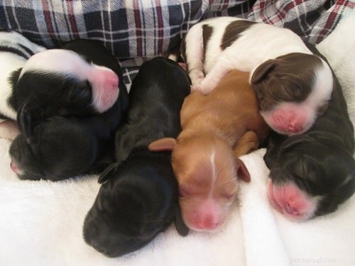 Cocker Spaniel Puppies: Development, Care & Temperament Insights