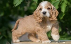 Cocker Spaniel Puppies: Development, Care & Temperament Insights