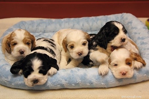Cocker Spaniel Puppies: Development, Care & Temperament Insights
