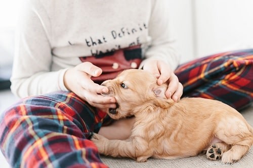 Cocker Spaniel Puppies: Development, Care & Temperament Insights