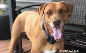 Understanding Blue Lacy Temperament: Traits, Training, and Care