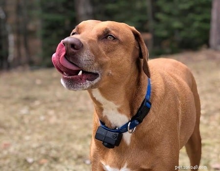 Understanding Blue Lacy Temperament: Traits, Training, and Care