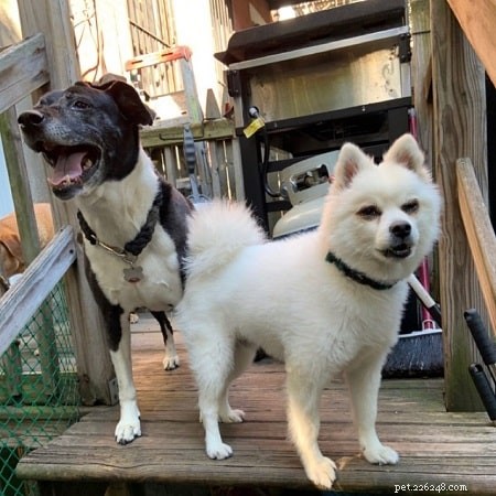 McNab Shepherd: Traits, Temperament, and Behavior of the Protective Herding Dog