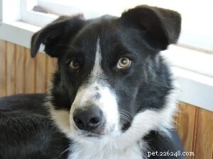 McNab Shepherd: Traits, Temperament, and Behavior of the Protective Herding Dog