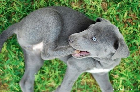 Understanding Blue Lacy Temperament: Traits, Training, and Care