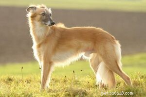 Longhaired Whippet Behavior: A Playful, Gentle Companion