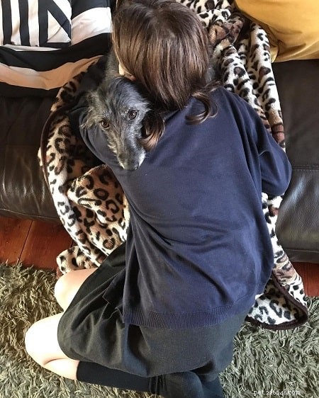 Longhaired Whippet Behavior: A Playful, Gentle Companion