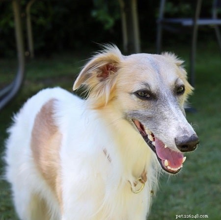 Longhaired Whippet Behavior: A Playful, Gentle Companion