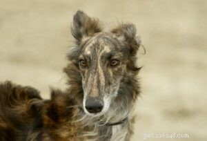 Silken Windhound Traits: Affectionate, Energetic, Apartment‑Friendly Companion