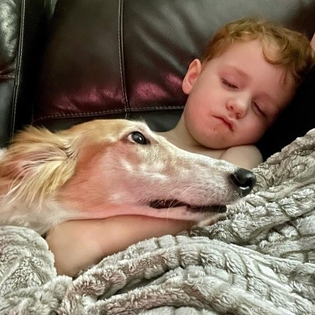 Silken Windhound Traits: Affectionate, Energetic, Apartment‑Friendly Companion