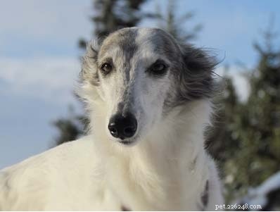 Silken Windhound Traits: Affectionate, Energetic, Apartment‑Friendly Companion