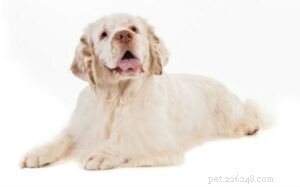 Understanding Clumber Spaniel Behavior: Traits, Care, and Family Fit
