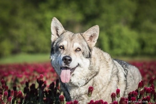 Saarloos Wolfdog Behavior: Understanding Their Temperament