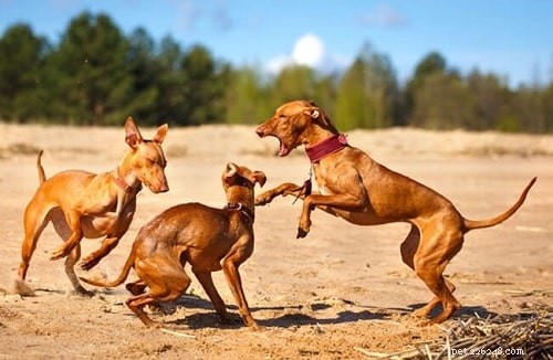 Cirneco dell Etna Dog: From Hunting Pro to Loving Family Companion