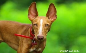 Cirneco dell Etna Dog: From Hunting Pro to Loving Family Companion