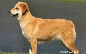 Chinook Dog Behavior: A Guide for Active Hikers and Outdoor Enthusiasts