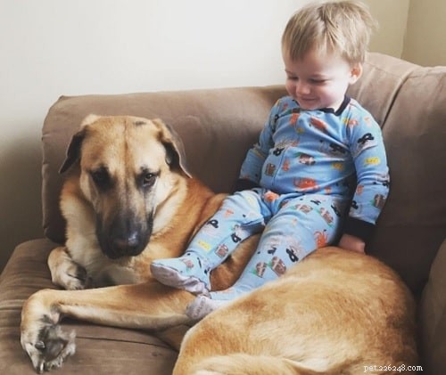 Chinook Dog Behavior: A Guide for Active Hikers and Outdoor Enthusiasts