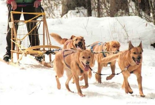 Chinook Dog Behavior: A Guide for Active Hikers and Outdoor Enthusiasts