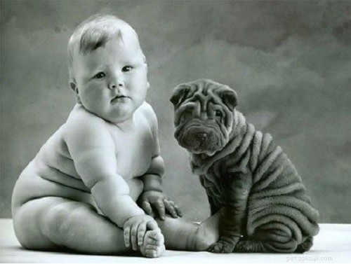 Chinese Shar-Pei Dog Behavior: Training, Traits, and Apartment Living