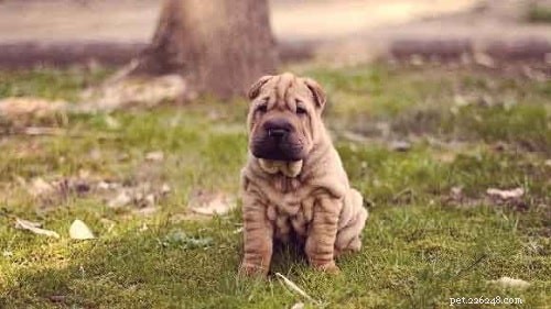 Chinese Shar-Pei Dog Behavior: Training, Traits, and Apartment Living