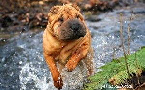 Chinese Shar-Pei Dog Behavior: Training, Traits, and Apartment Living