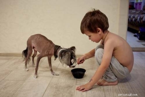 Understanding Chinese Crested Dog Behavior: Traits, Care, and Compatibility