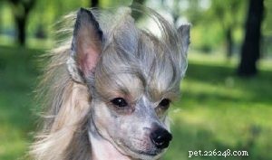 Understanding Chinese Crested Dog Behavior: Traits, Care, and Compatibility