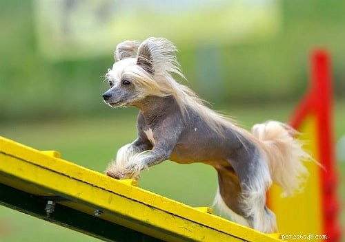 Understanding Chinese Crested Dog Behavior: Traits, Care, and Compatibility