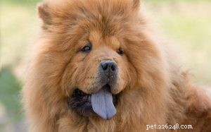 Chow Chow Behavior: Understanding the Lion-Maned Dog s Distinct Temperament