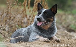 Understanding Australian Cattle Dog Behavior: Traits, Training, and Care
