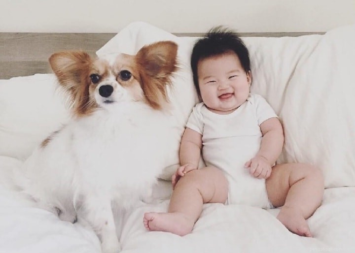 Papillon Behavior: Size, Coat, and Trainability
