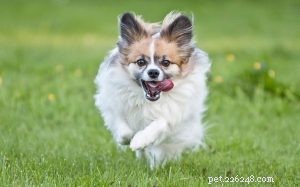 Papillon Behavior: Size, Coat, and Trainability