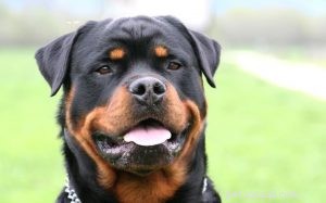 Understanding Rottweiler Behavior: Tips for Safe and Loving Ownership