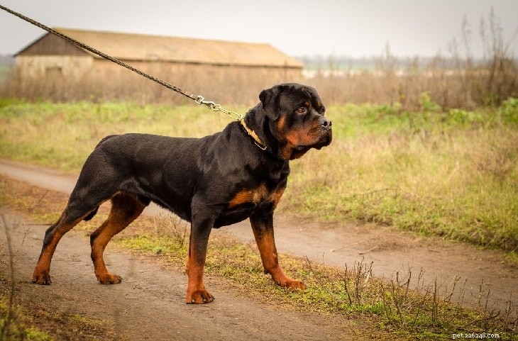 Understanding Rottweiler Behavior: Tips for Safe and Loving Ownership
