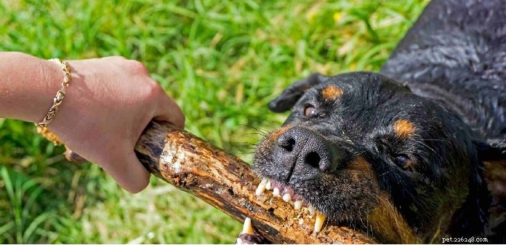 Understanding Rottweiler Behavior: Tips for Safe and Loving Ownership