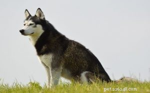 Understanding Siberian Husky Behavior: Traits, Temperament & Care Tips