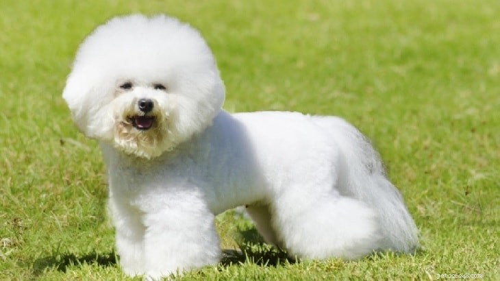 Understanding Bichon Frise Behavior: Traits, Training, and Care