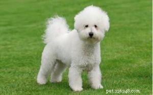 Understanding Bichon Frise Behavior: Traits, Training, and Care