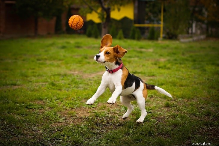 Understanding Beagle Behavior: Traits, Temperament, and Care Tips