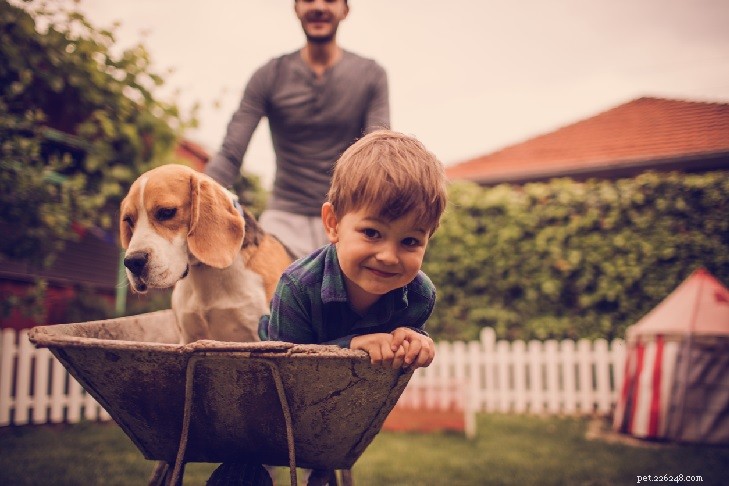 Understanding Beagle Behavior: Traits, Temperament, and Care Tips