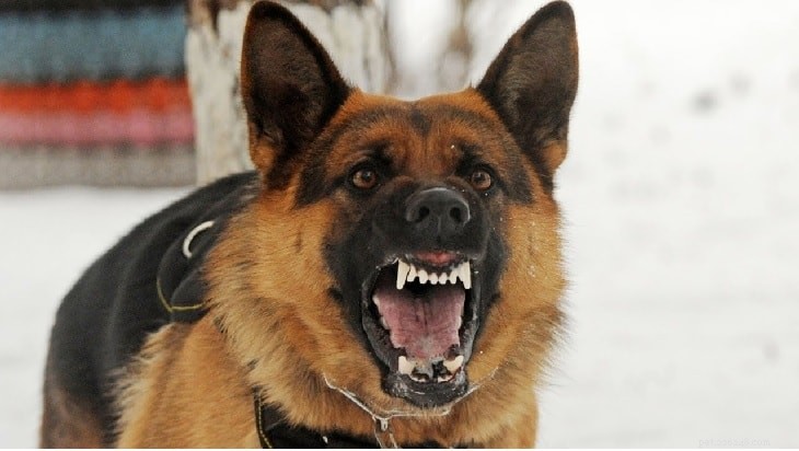 Understanding German Shepherd Behavior: Traits, Temperament, and Care