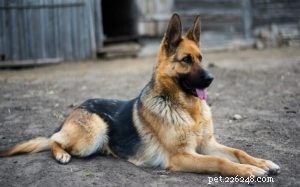 Understanding German Shepherd Behavior: Traits, Temperament, and Care