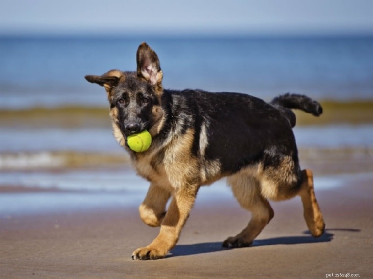 Understanding German Shepherd Behavior: Traits, Temperament, and Care