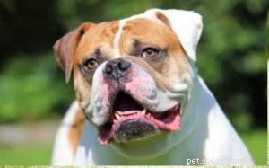 Understanding Bulldog Behavior: Traits, Temperament, and Family Compatibility