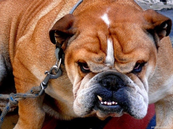 Understanding Bulldog Behavior: Traits, Temperament, and Family Compatibility