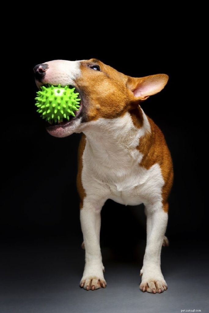 Understanding Bull Terrier Behavior: Traits, Care, and Fun