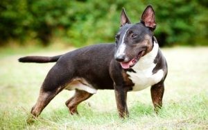 Understanding Bull Terrier Behavior: Traits, Care, and Fun